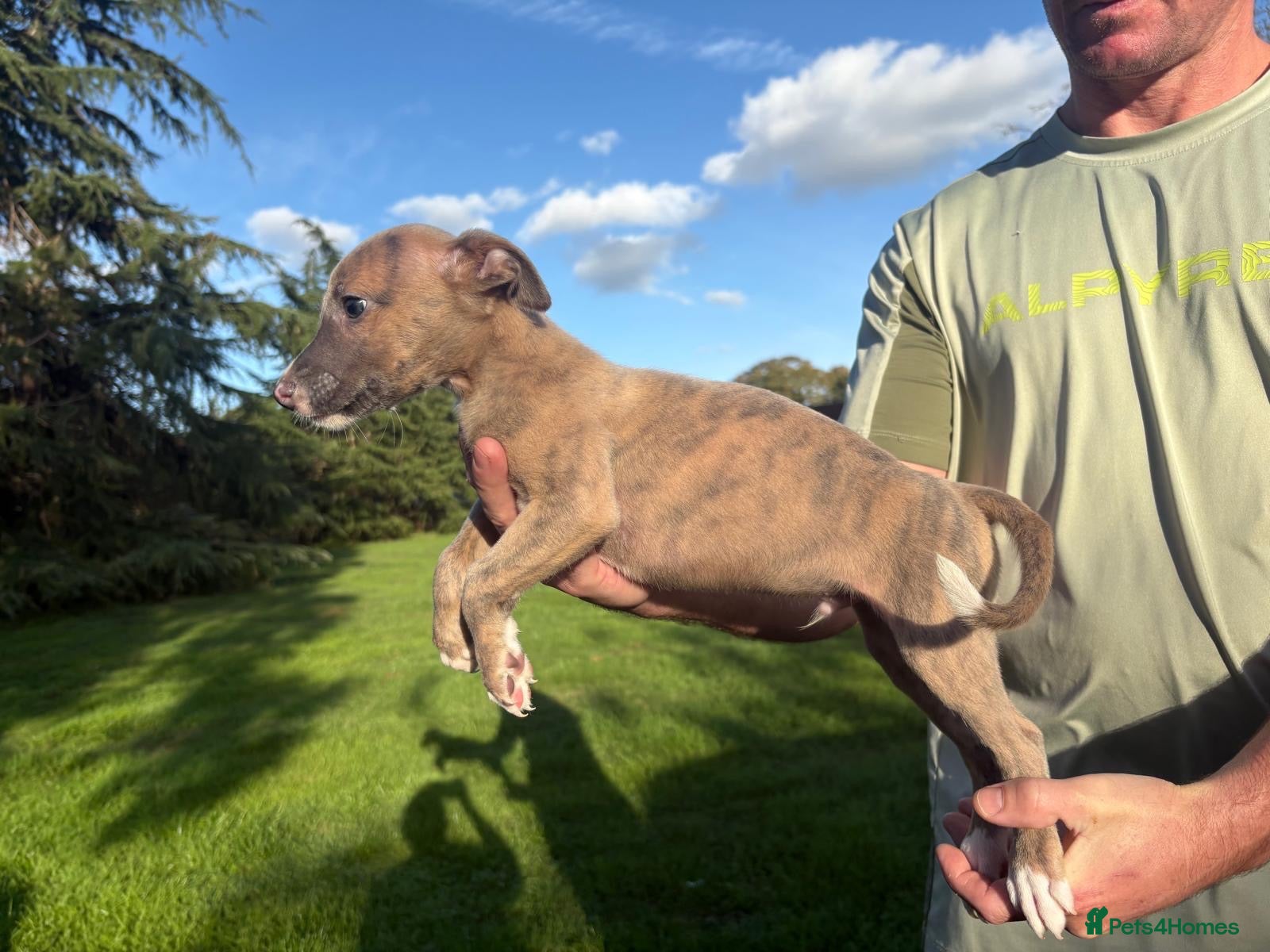 Whippet dogs **2 left ** Exceptional litter of KC whippets - Advert 7