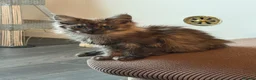 Maine Coon cats for sale: TICA registered Maine coon kittens 8 weeks old  - Advert 4
