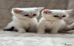 British Shorthair cats for sale: Champion sired Golden Colourpoint Kittens  - Image 7