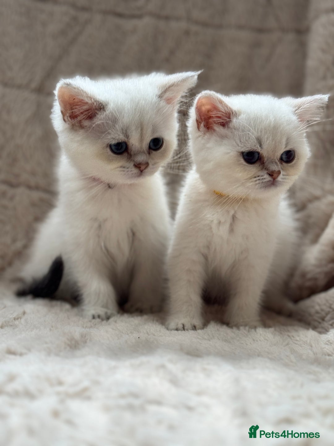 British Shorthair cats for sale: Champion sired Golden Colourpoint Kittens  - Image 7