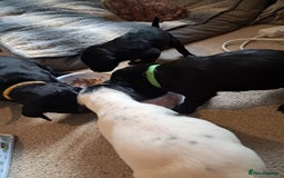 Mixed Breed dogs for sale: Splurcherpoo puppys - Image 27