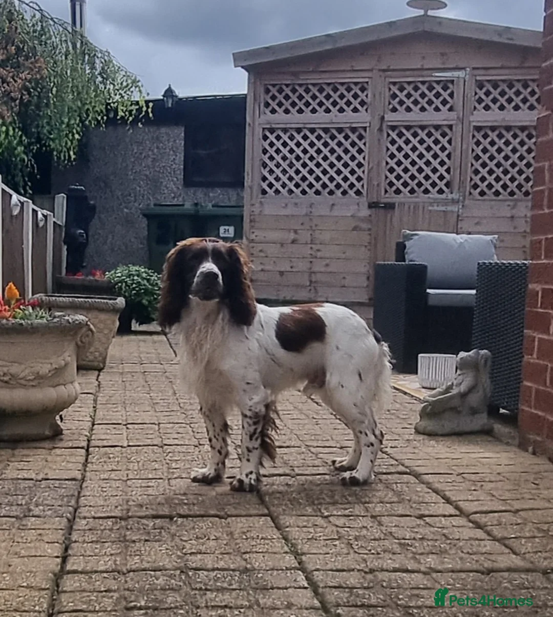 Sprocker dogs for sale: F1 Sprocker Spaniel  - Advert 4