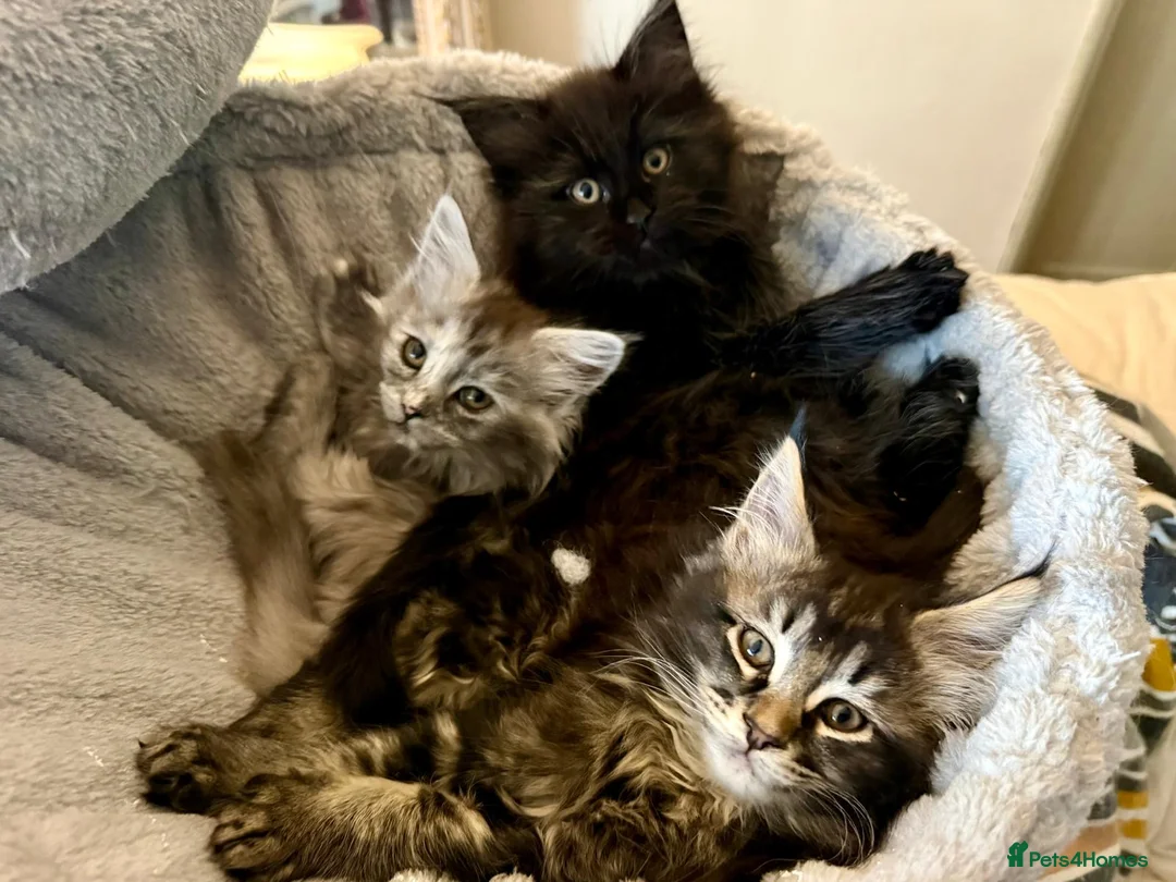 Maine Coon cats for sale: Beautiful Maine Coon Kittens in Eye - Advert 1