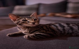 Bengal cats for sale: Rehome  - Image 4