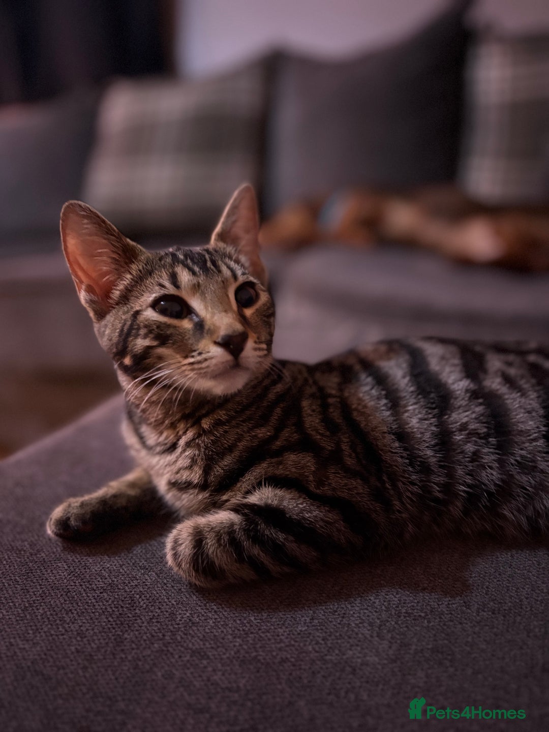 Bengal cats for sale: Rehome  - Image 4