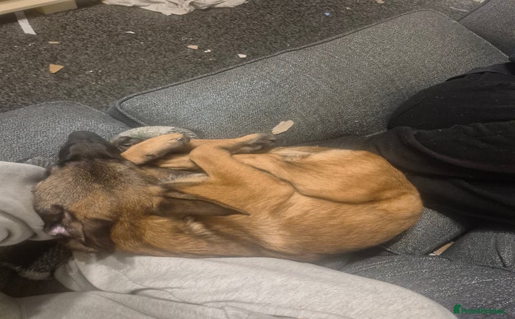 Belgian Shepherd Dog dogs Belgian malinois  - Advert 2