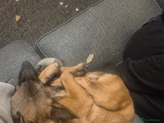 Belgian Shepherd Dog dogs Belgian malinois - Advert 22