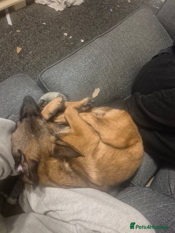 Belgian Shepherd Dog dogs Belgian malinois - Advert 1