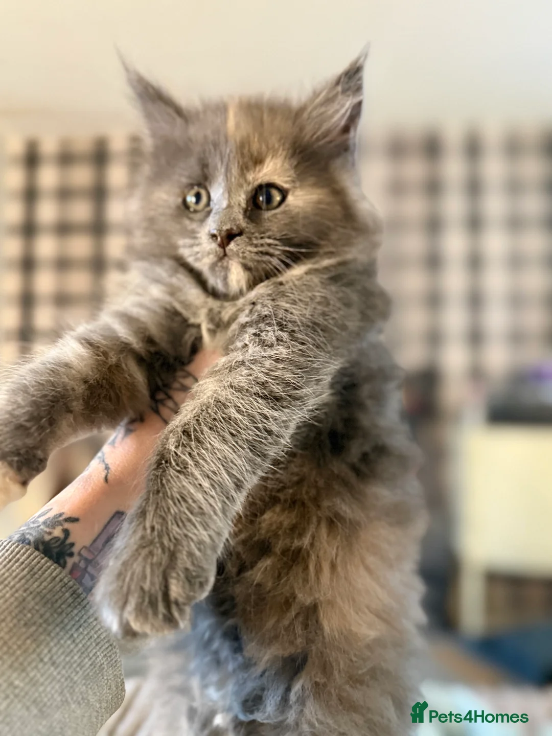 Maine Coon cats for sale: Beautiful Maine Coon Kittens - Advert 14