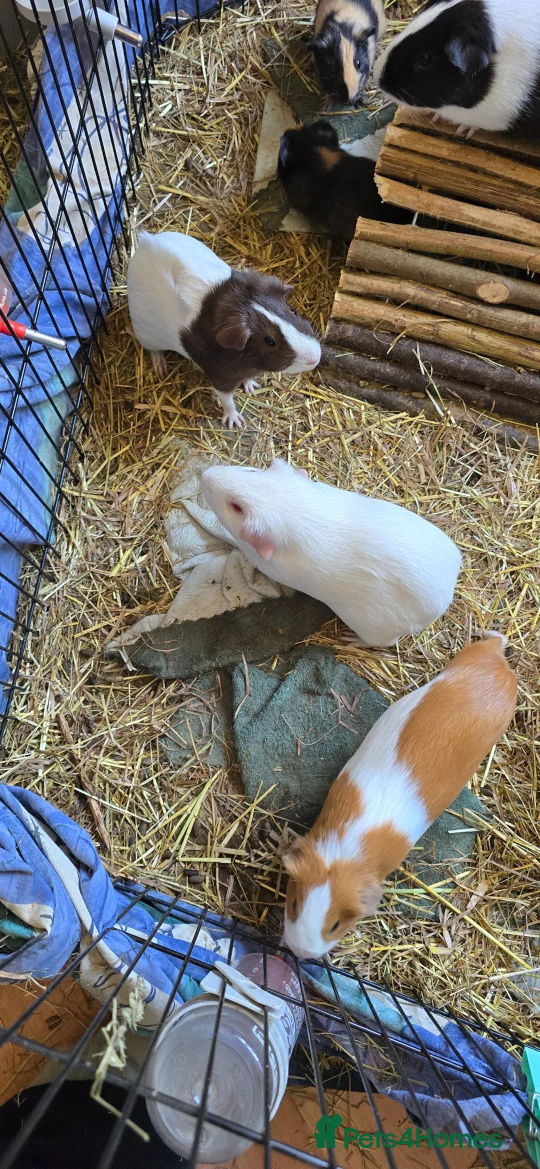 Guinea Pig rodents for sale: Guinea pigs - Advert 2
