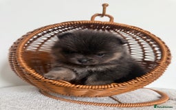 Pomeranian dogs for sale: ** KC pomeranian puppies - Image 3