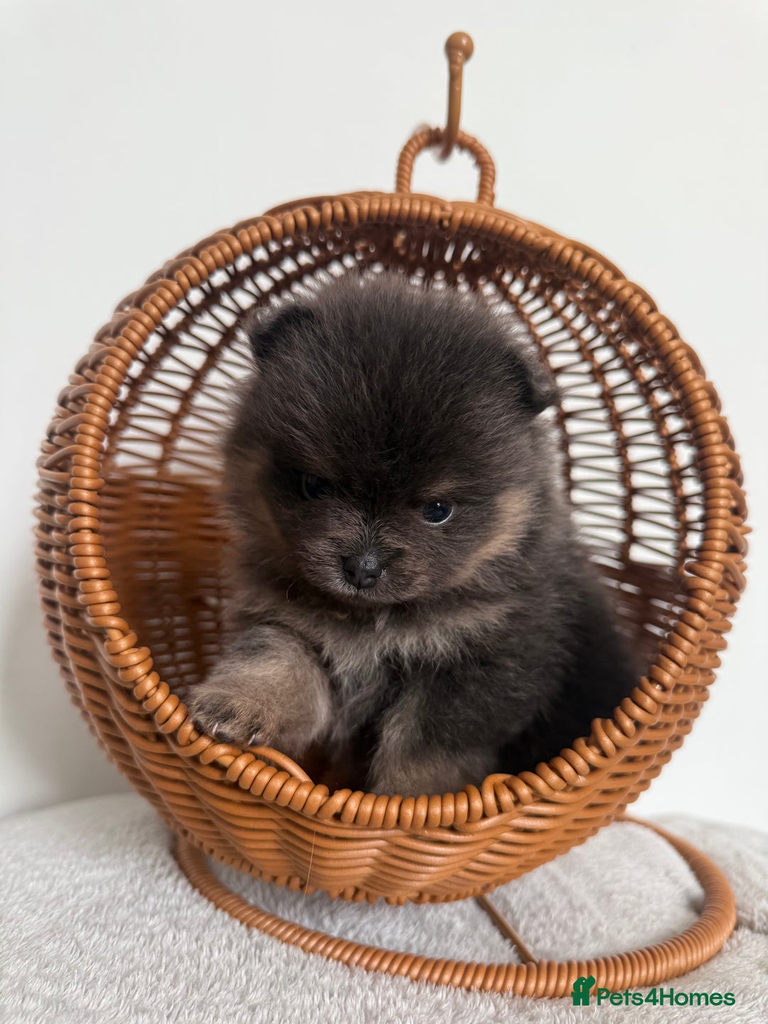 Pomeranian dogs for sale: ** KC pomeranian puppies - Image 3