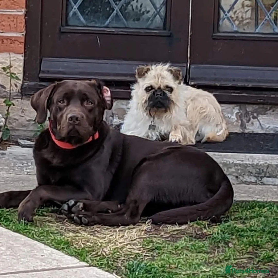 Mixed Breed dogs for sale: Re-homing Labrador and Shih tzu x pug - Advert 6
