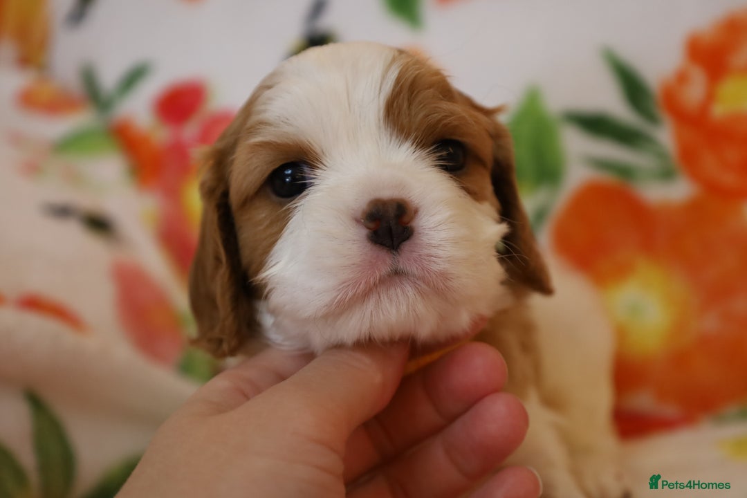 Cavalier King Charles Spaniel dogs for sale: 7 Puppies ready for reservations - Image 27