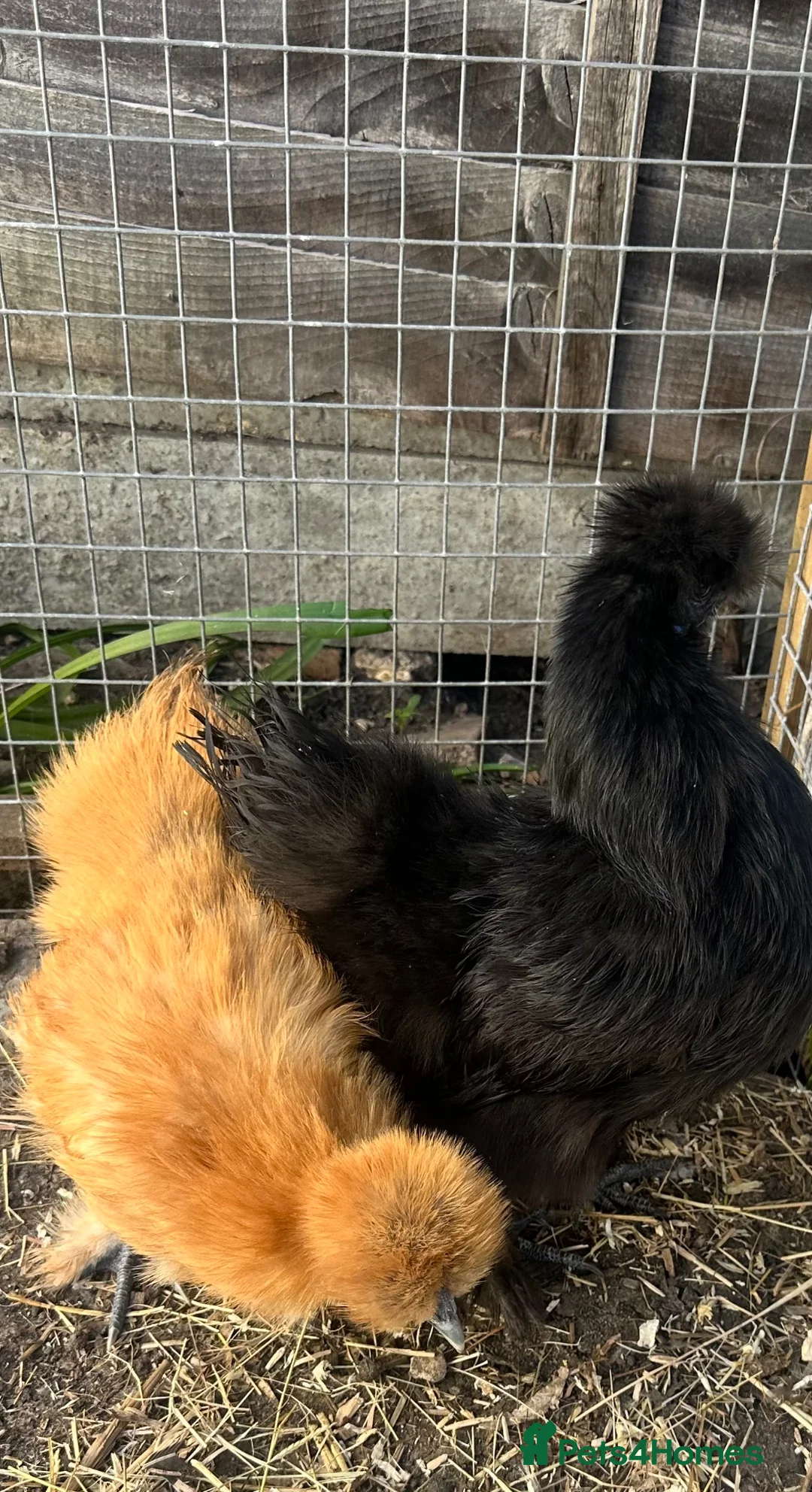 Chickens poultry for sale: Chickens and chicks read description - Advert 2