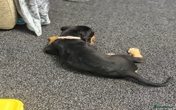 Mixed Breed dogs for sale: Beagle X Cocker Spaniel - Image 5