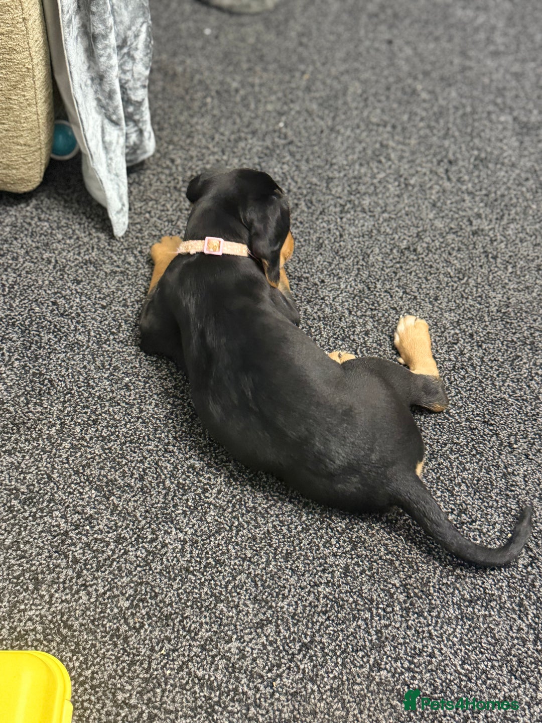 Mixed Breed dogs for sale: Beagle X Cocker Spaniel - Image 5