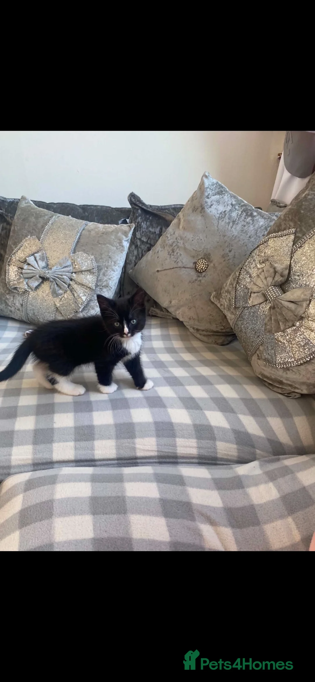 Mixed Breed cats for sale: Kitten  in Peterhead - Advert 3