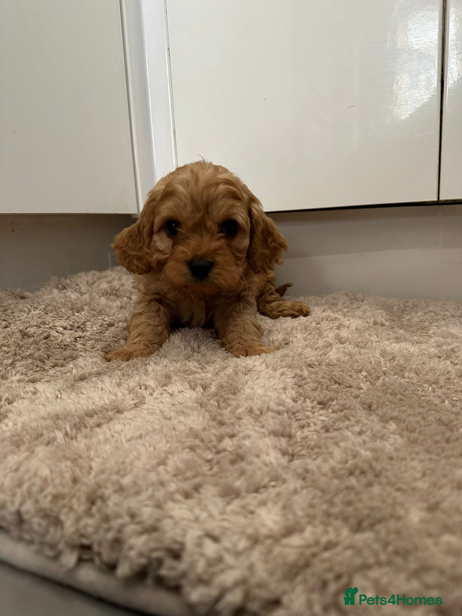 Cavapoo dogs Beautiful f1 cavapoo puppies - Advert 1