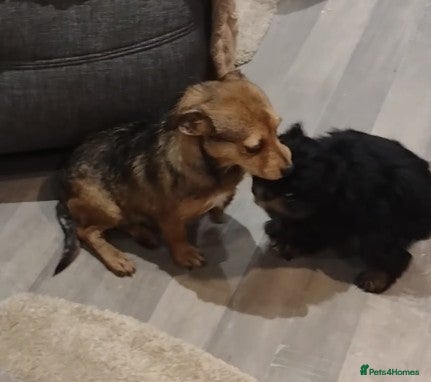 Mixed Breed dogs Cairn terrier - Advert 2