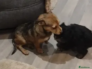 Mixed Breed dogs Cairn terrier - Advert 8