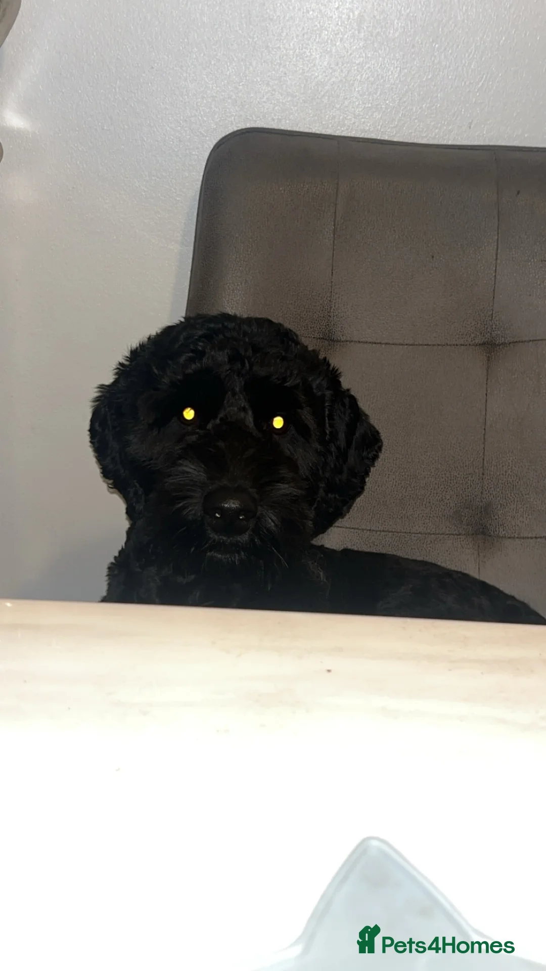 Cockapoo dogs for stud: Beautiful natured cockapoo for stud - Advert 12