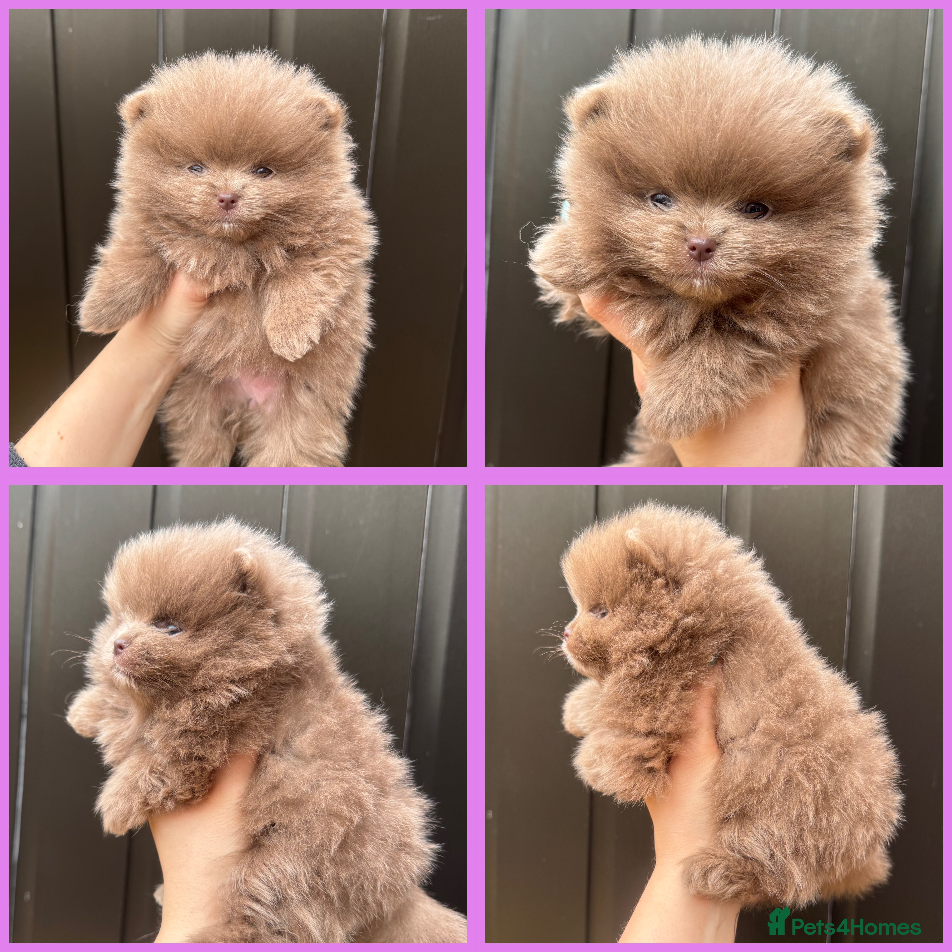 Pomeranian dogs KC registered Pomeranian two girls left - Advert 3