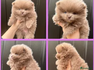 Pomeranian dogs Only the lilac girl left - Advert 16