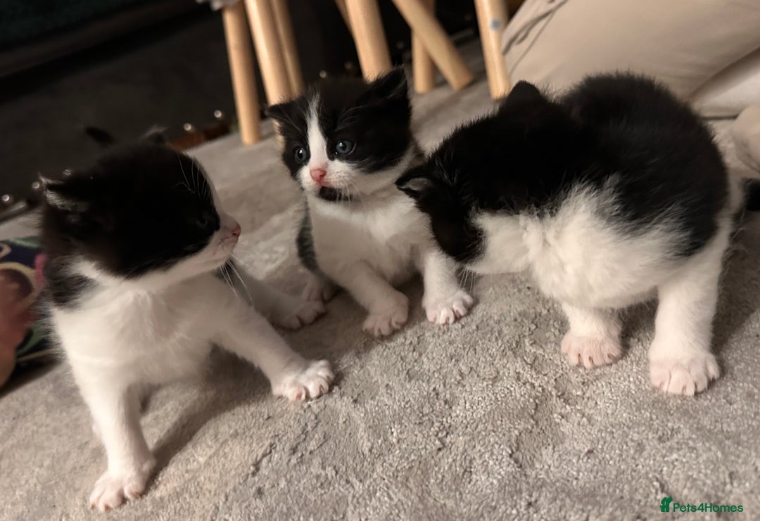 Domestic Shorthair cats for sale: Beautiful Domestic Cats-Mum,Dad&3 Adorable Kittens - Image 8