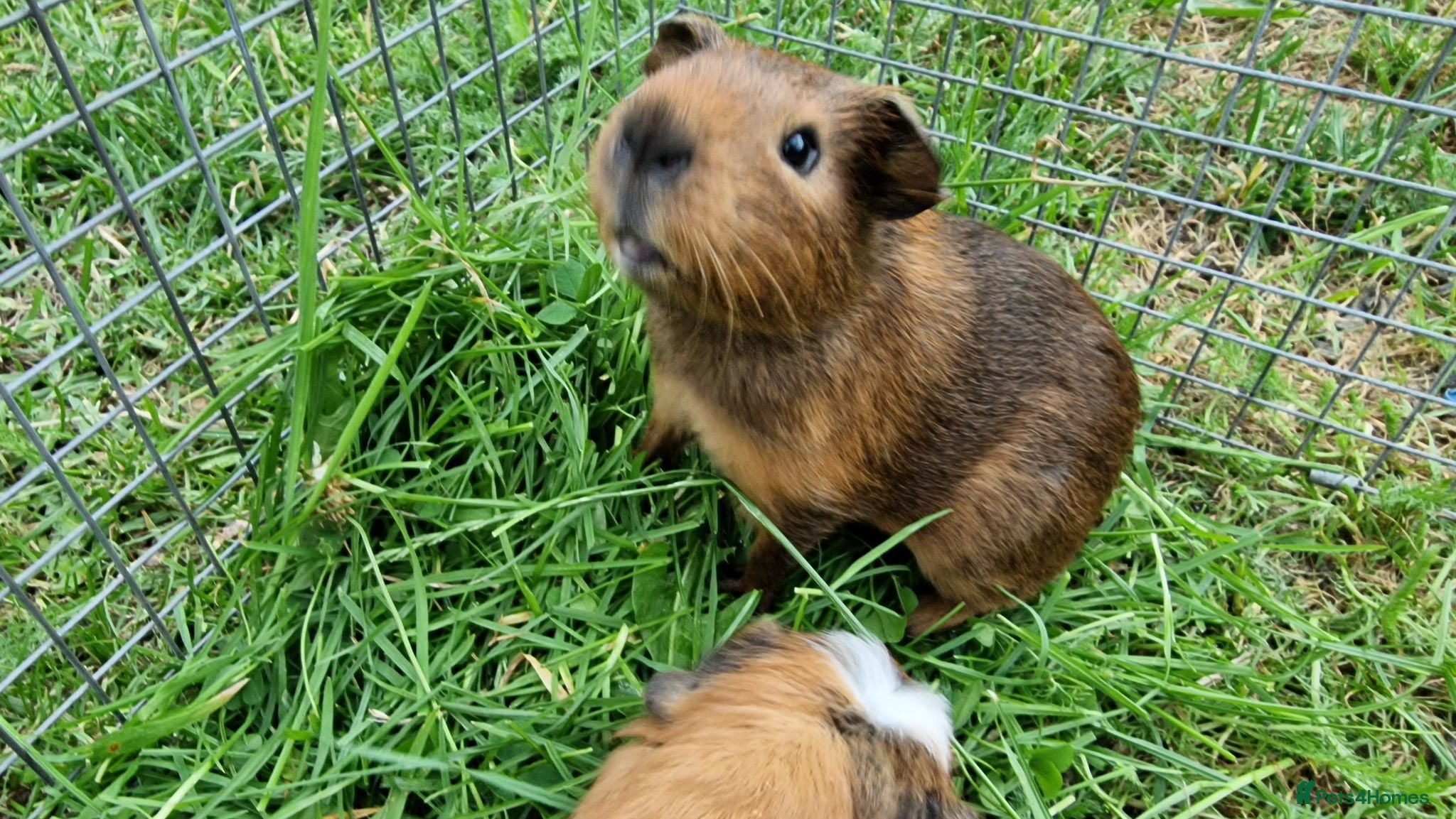 Guinea Pig rodents £30 for 2 California x male guinea pigs  - Advert 17