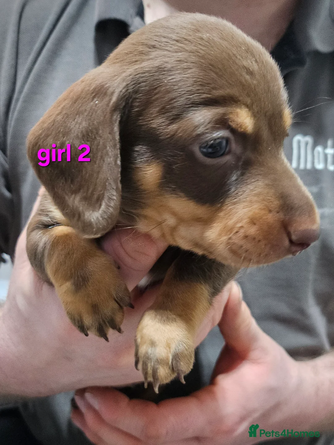Dachshund dogs for sale: Dachshund (sausage dogs) READY NOW - Advert 2