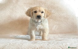 Golden Retriever dogs for sale: Last golden retriever male puppy for sale  - Image 3