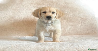 Golden Retriever dogs - Advert 1