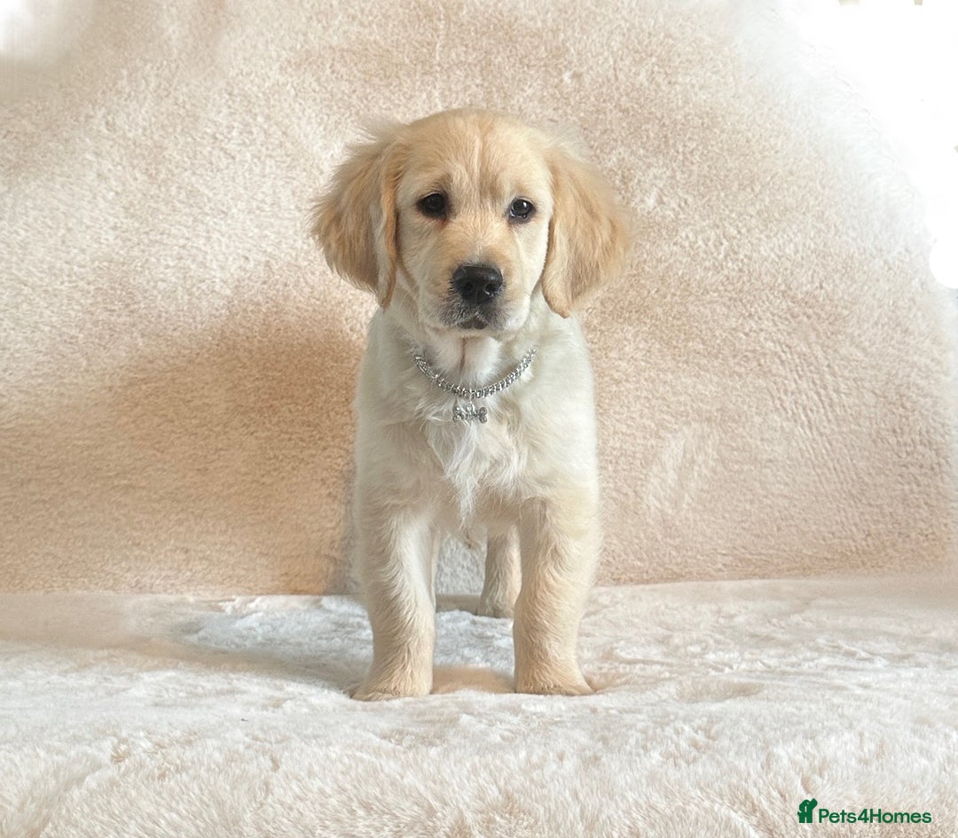 Golden Retriever dogs for sale: Last golden retriever male puppy for sale  - Image 3