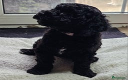 Labradoodle dogs for sale: True Multigen labradoodles  - Image 7