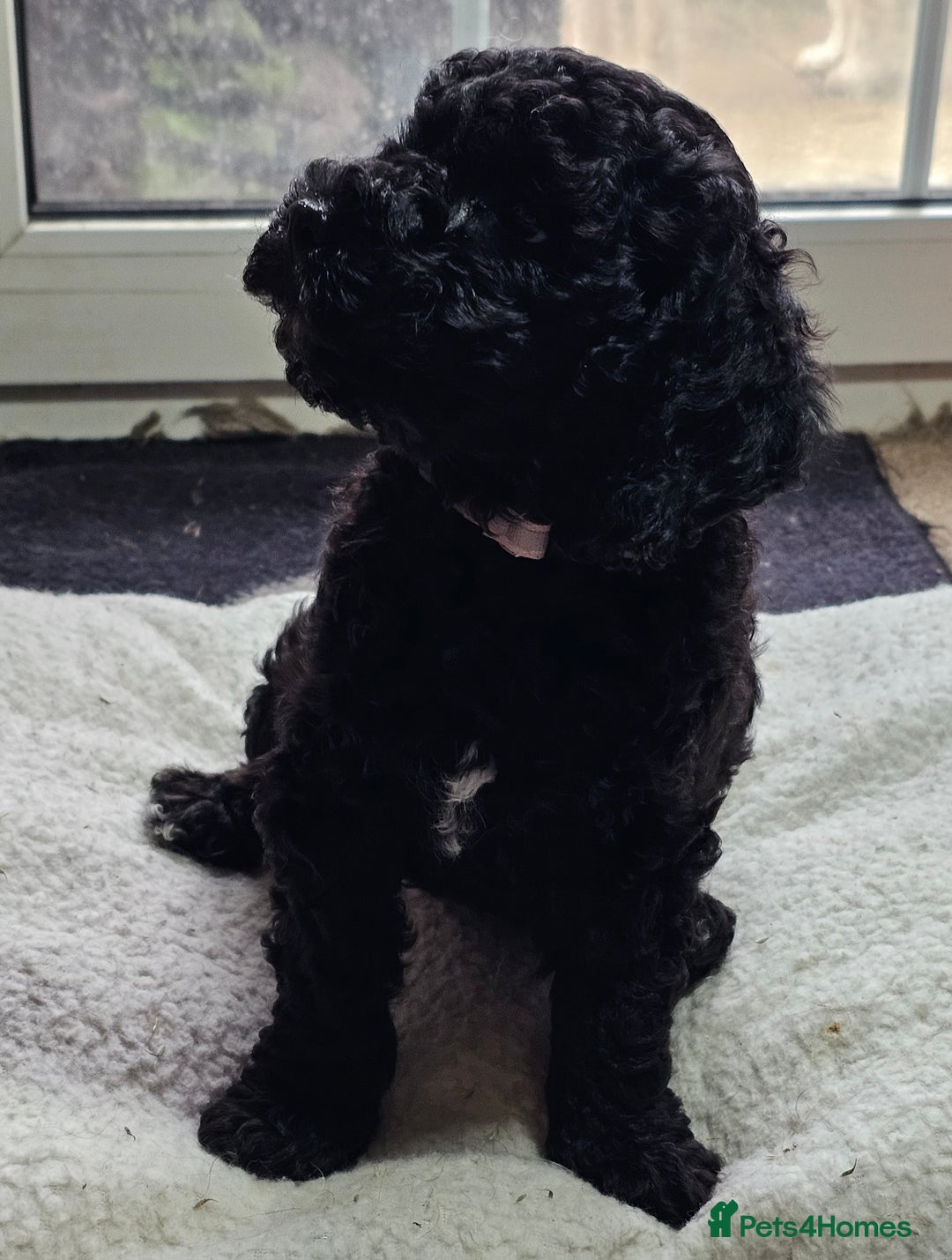 Labradoodle dogs for sale: True Multigen labradoodles  - Image 7