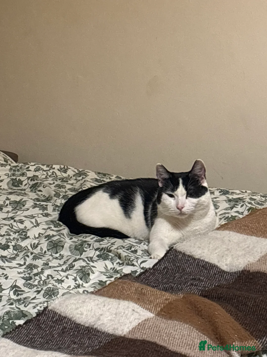 Mixed Breed cats for sale: Eclipse - Advert 17