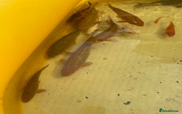 Koi Carp fish for sale: Brown Chagoi koi  - Image 6