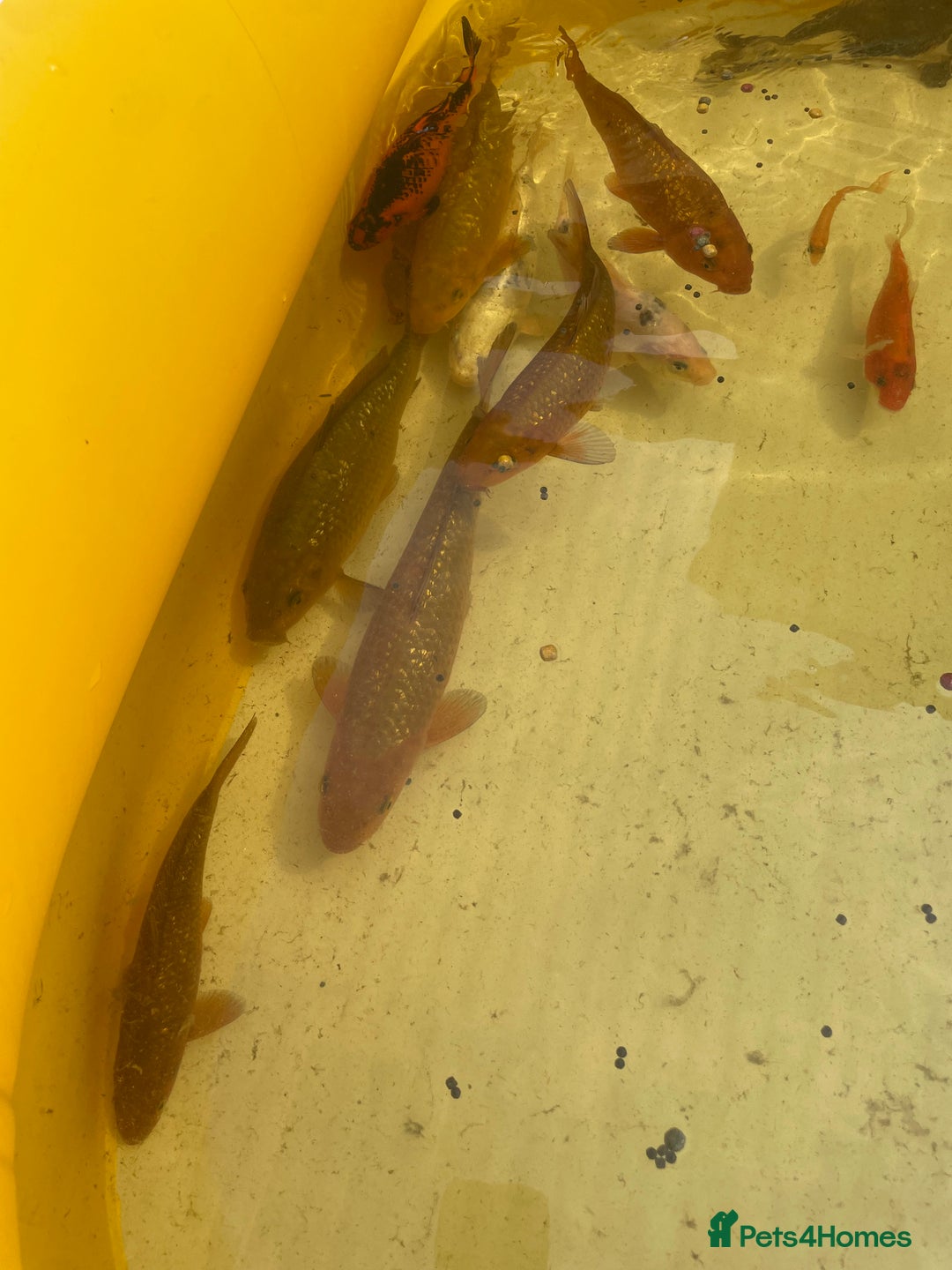 Koi Carp fish for sale: Brown Chagoi koi  - Image 6