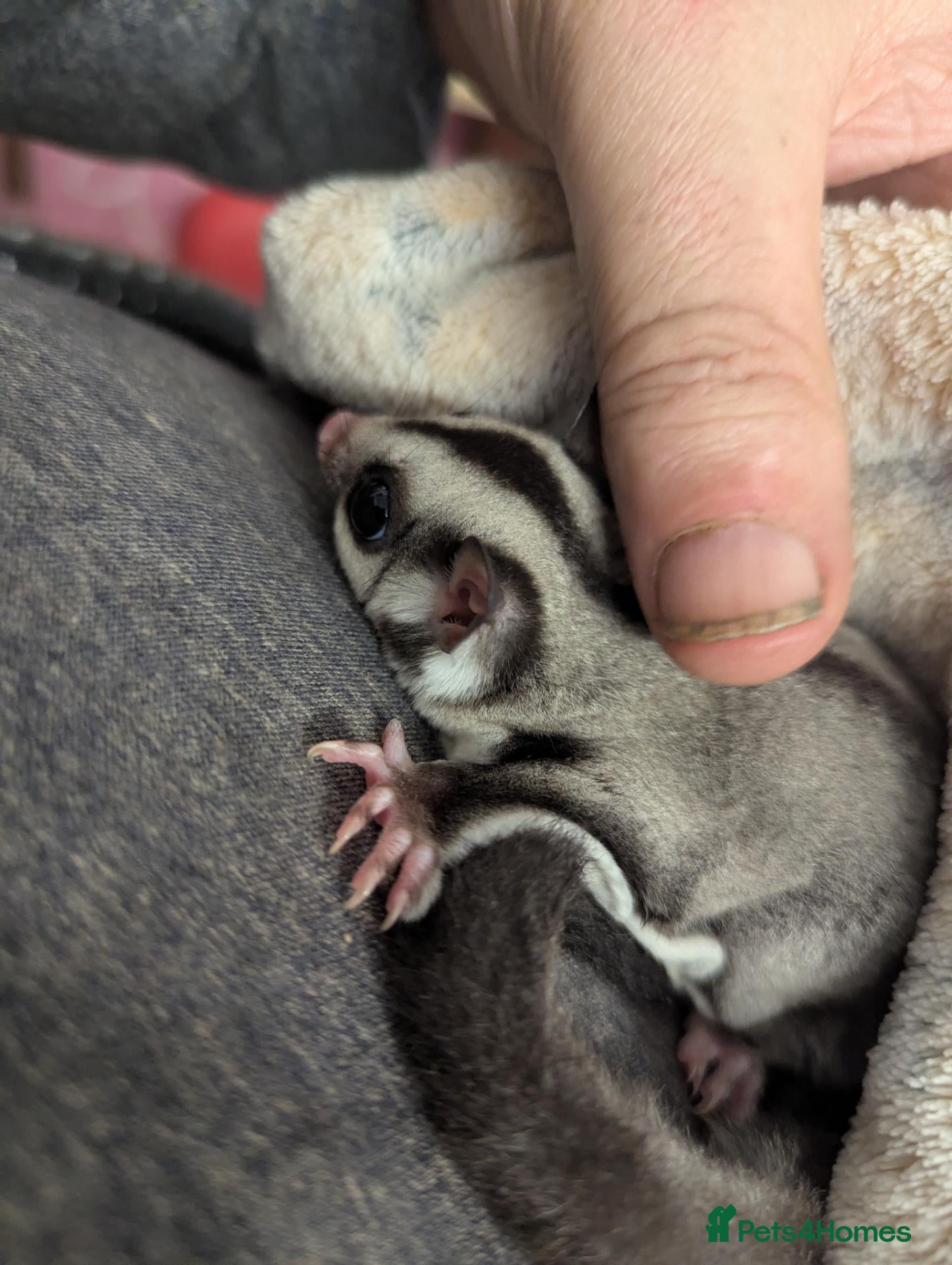 Sugar Glider rodents for sale: Female grey sugar glider. More available soon! ☺️ - Advert 2