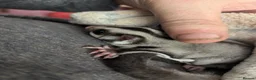 Sugar Glider rodents for sale: Female grey sugar glider. More available soon! ☺️ - Advert 2