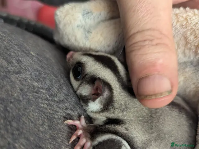 Sugar Glider rodents for sale: Female grey sugar glider. More available soon! ☺️ - Advert 2