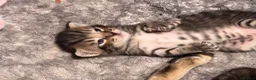 Mixed Breed cats for sale: 4 beautiful kittens  - Advert 4
