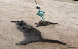 British Shorthair cats for sale: British Shorthair kittens for sale  - Image 9