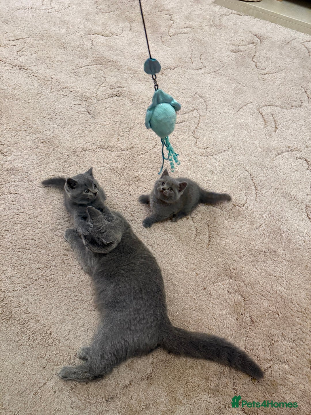 British Shorthair cats for sale: British Shorthair kittens for sale  - Image 9