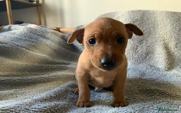 Miniature Pinscher dogs for sale: Miniature Pinschers in Swanley - Advert 6