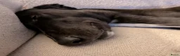 Greyhound dogs for sale: Greyhound Indy for sale - Read Description  in Wokingham - Advert 6