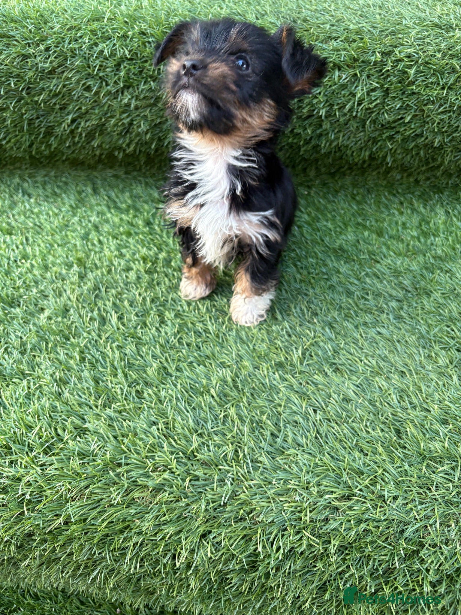 Yorkshire Terrier dogs YORKSHIRE TERRIERS X JACK RUSSELL - Advert 3