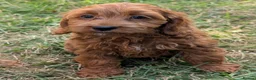 Cockapoo dogs for sale: Beautiful red pups from health tested parents - Advert 32