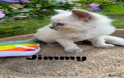Ragdoll cats for sale: Pure breed ragdolls . Ready to leave SOON  - Image 27